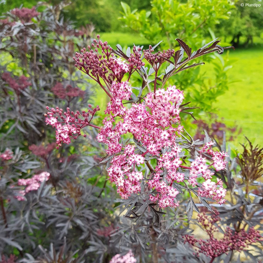 Sambucus nigra Cherry Lace - Gewone vlier