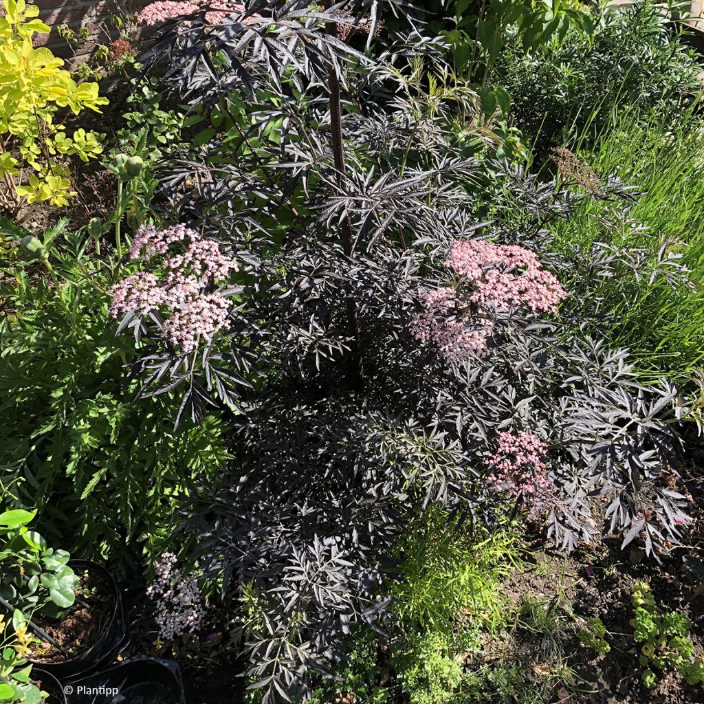 Sambucus nigra Cherry Lace - Gewone vlier