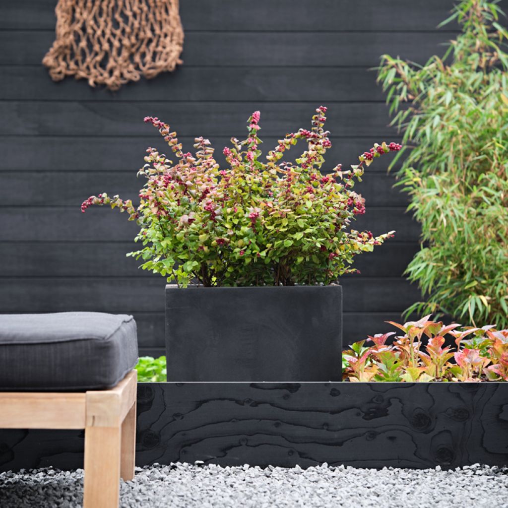 Symphoricarpos Magical Berry Christmas - Sneeuwbes