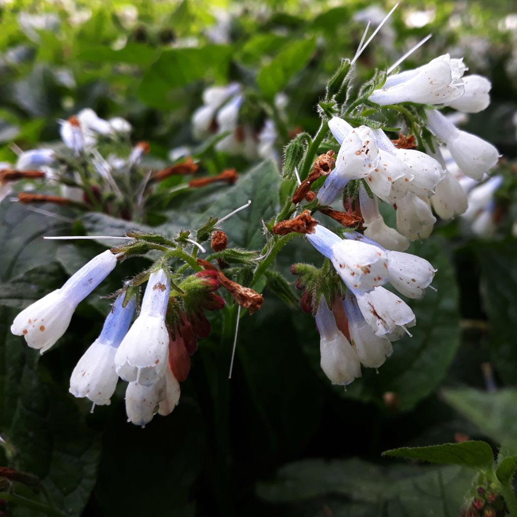 Smeerwortel Hidcote Blue - Symphytum grandiflorum