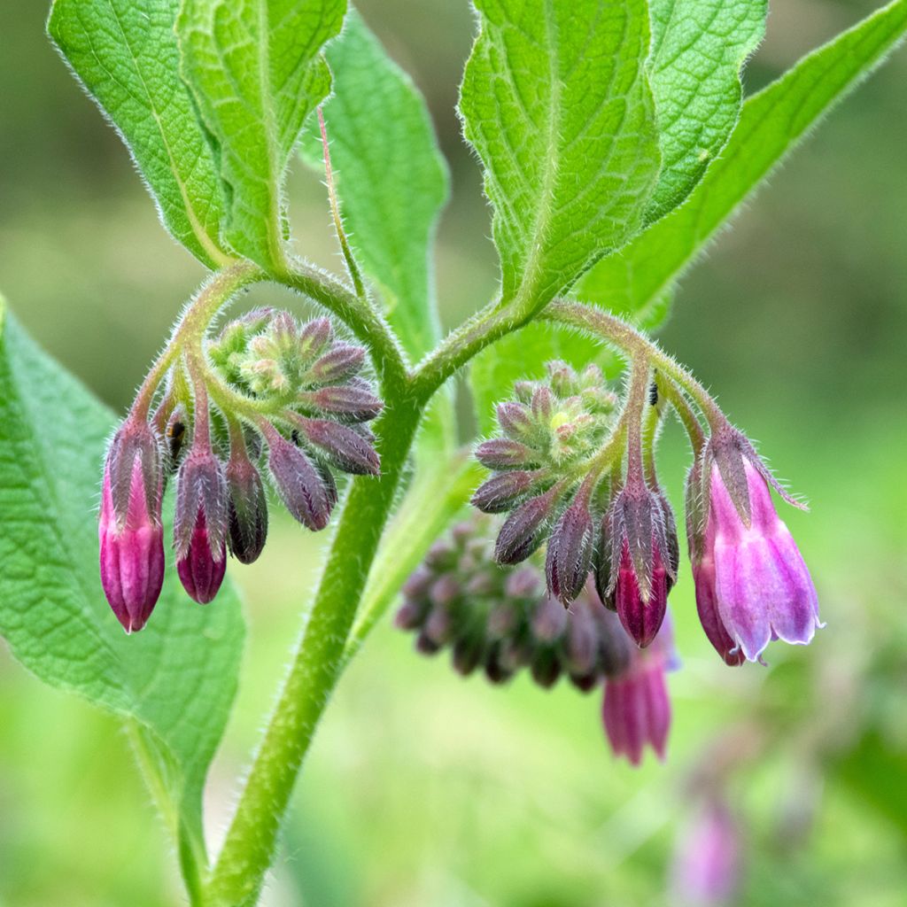 Gewone smeerwortel - Symphytum officinale