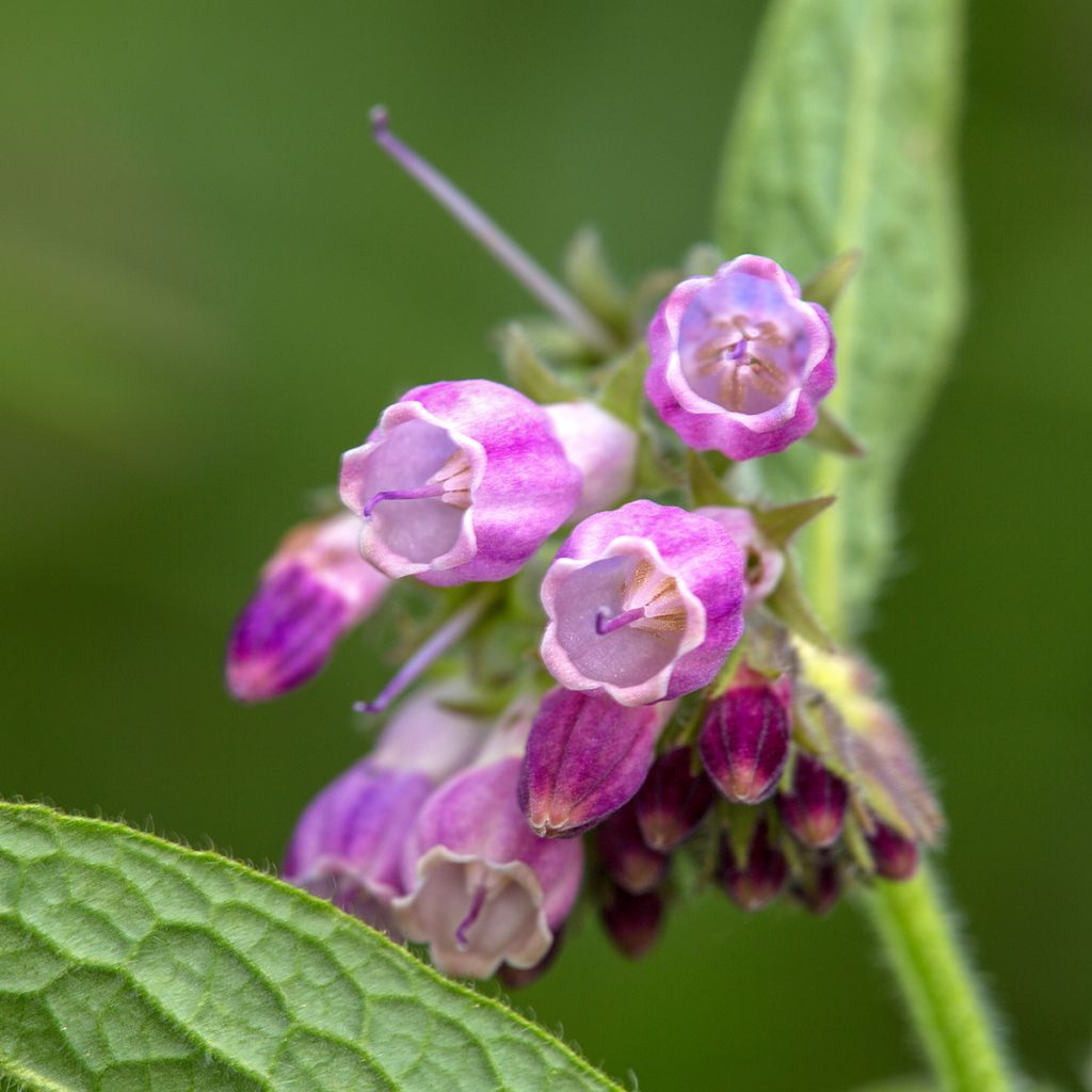 Gewone smeerwortel - Symphytum officinale