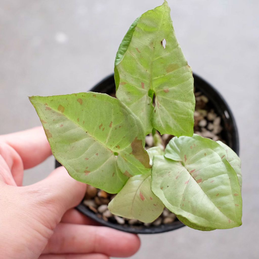 Syngonium podophyllum Confetti - Pijlplant