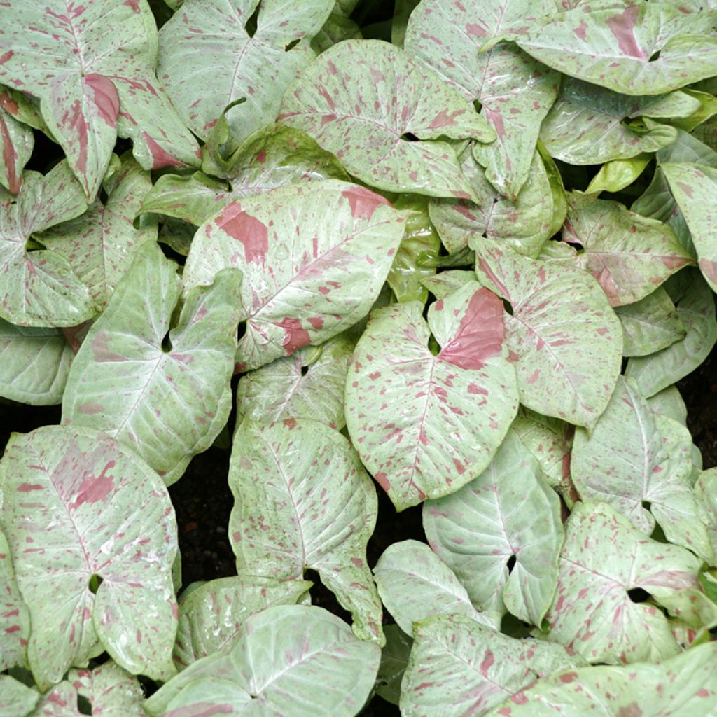Syngonium podophyllum Confetti - Pijlplant