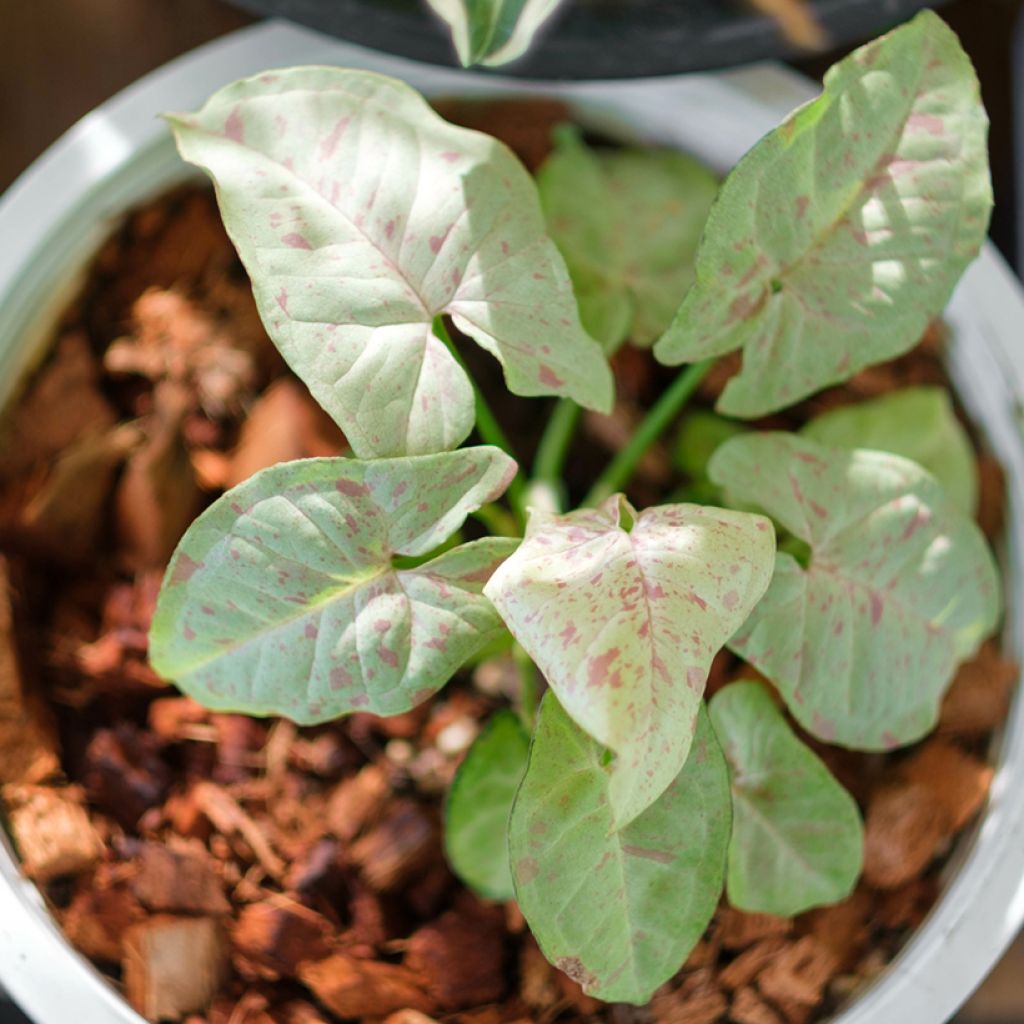 Syngonium podophyllum Confetti - Pijlplant