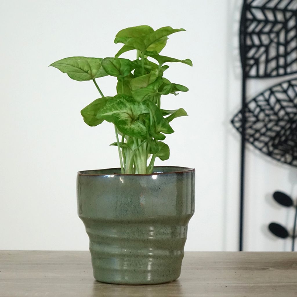 Syngonium Golden Allusion - Pijlplant