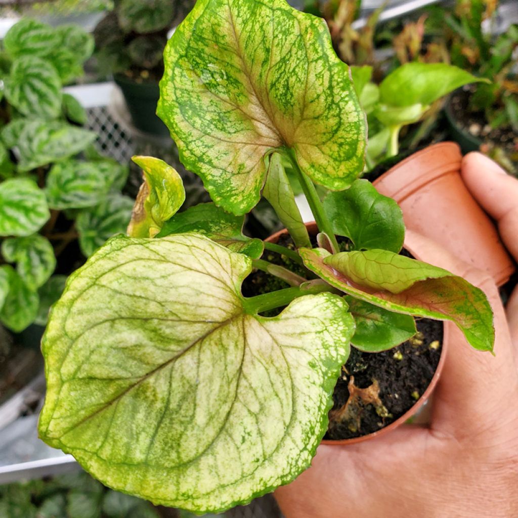 Syngonium Golden Allusion - Pijlplant