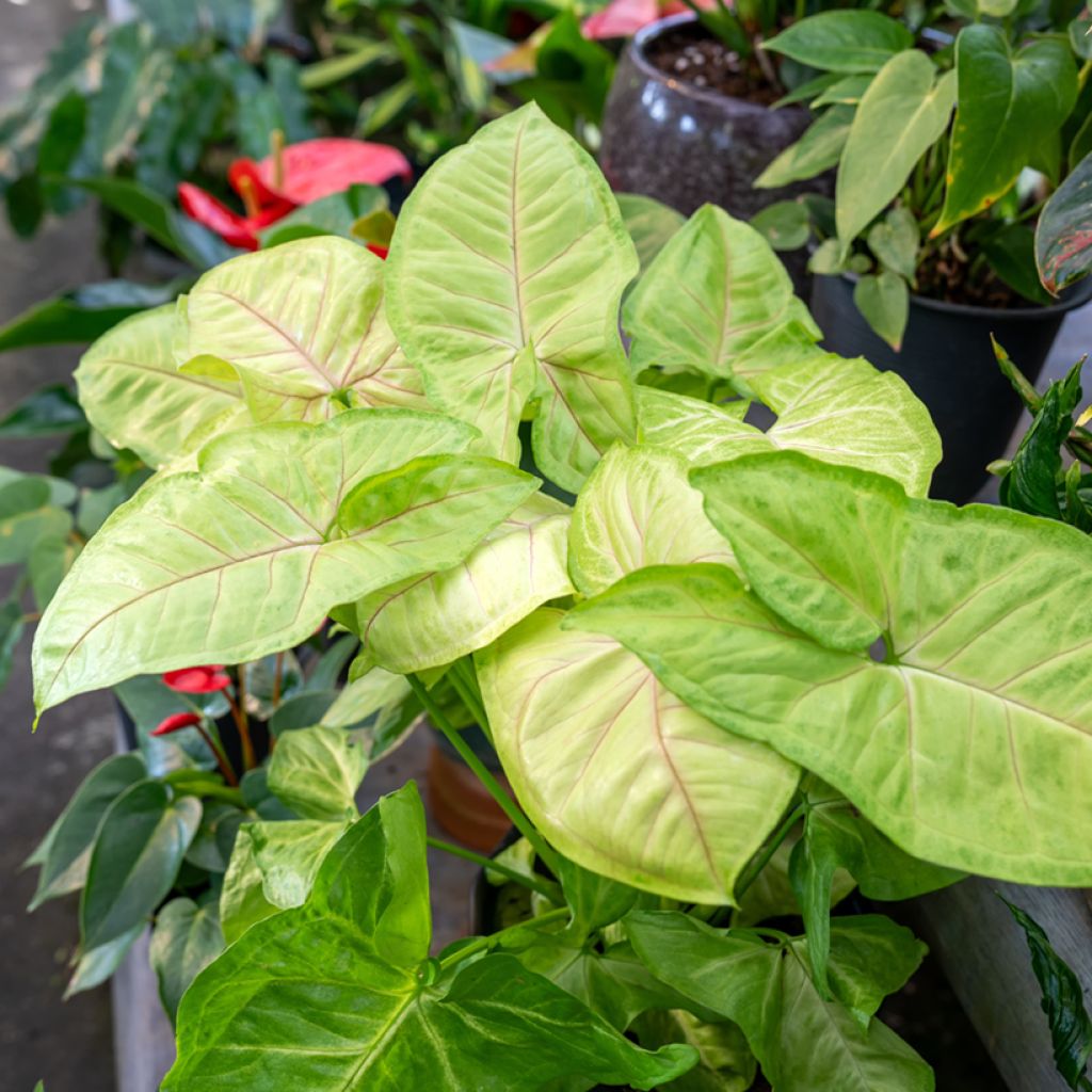 Syngonium Golden Allusion - Pijlplant