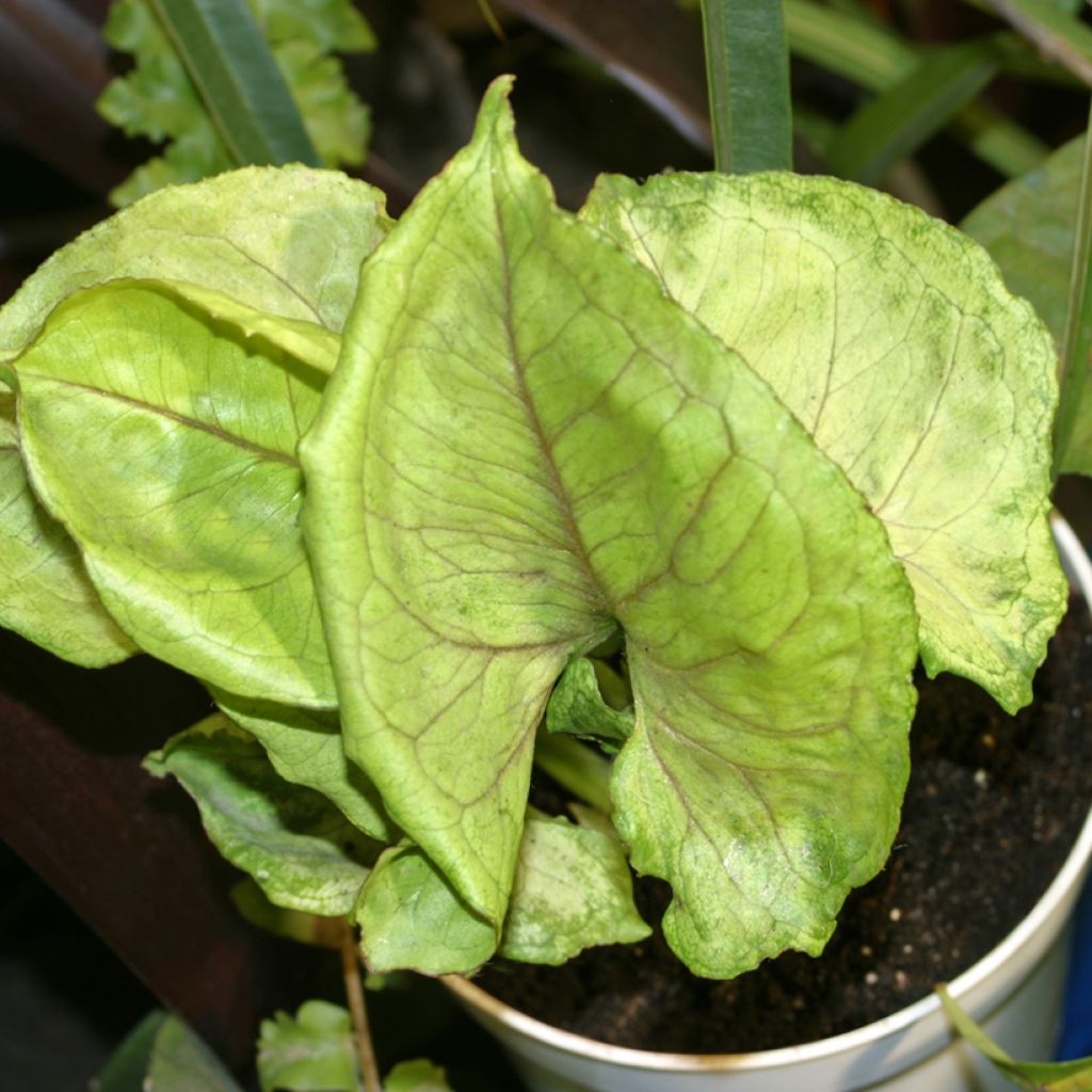 Syngonium Golden Allusion - Pijlplant