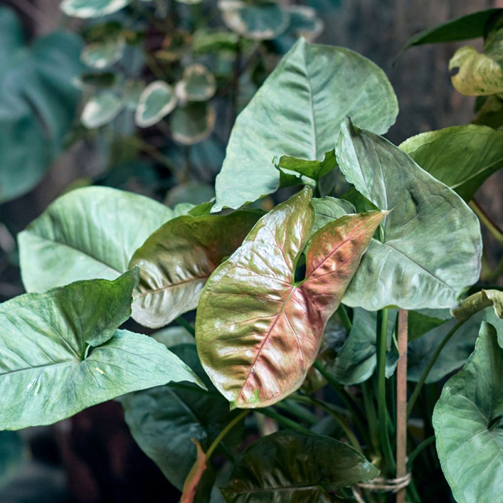 Syngonium Maria Allusion - Pijlplant