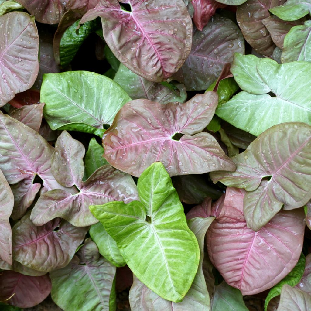Syngonium Neon Robusta - Pijlplant
