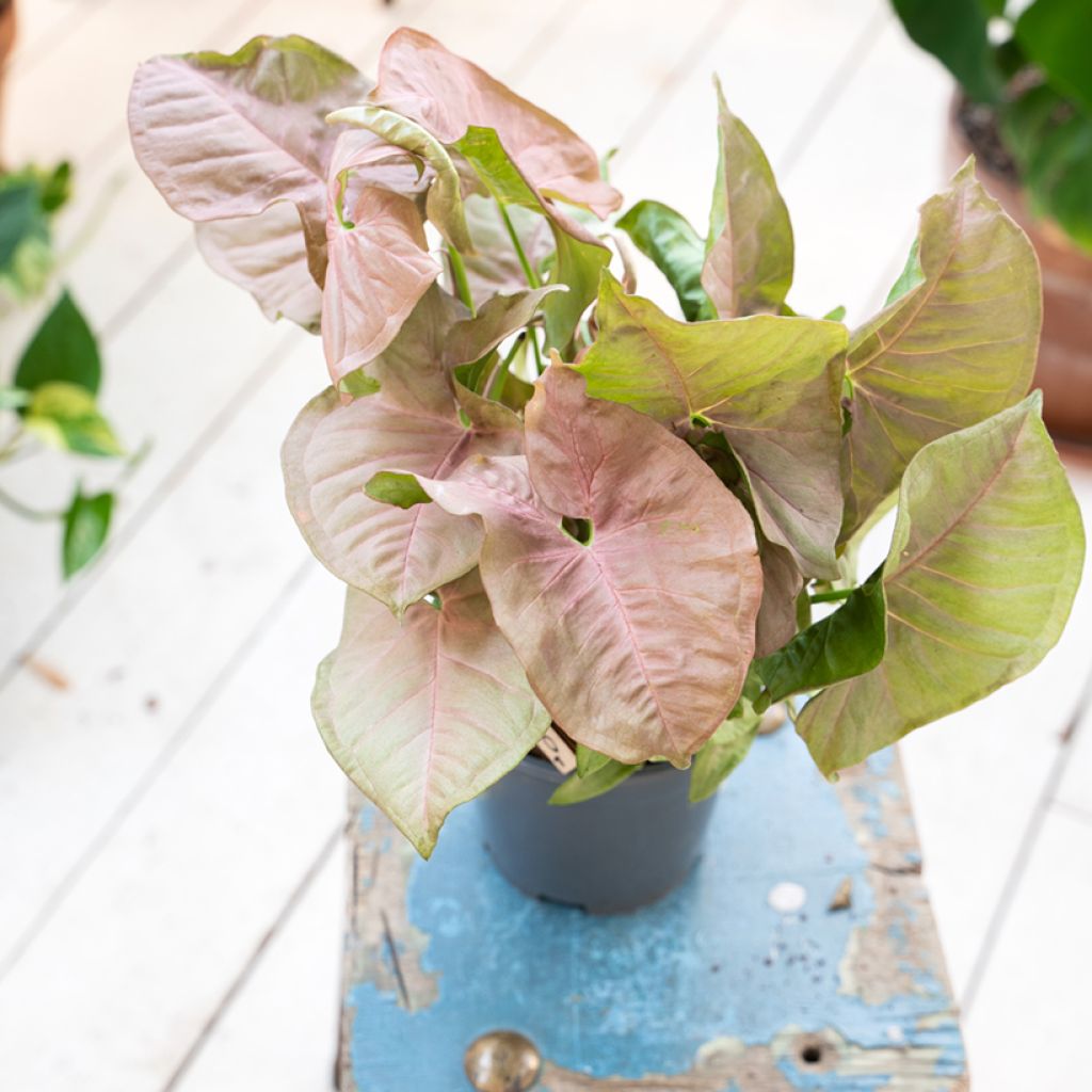 Syngonium Neon Robusta - Pijlplant