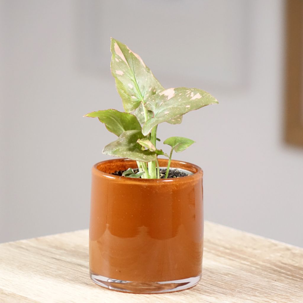 Syngonium Pink Splash - Pijlplant