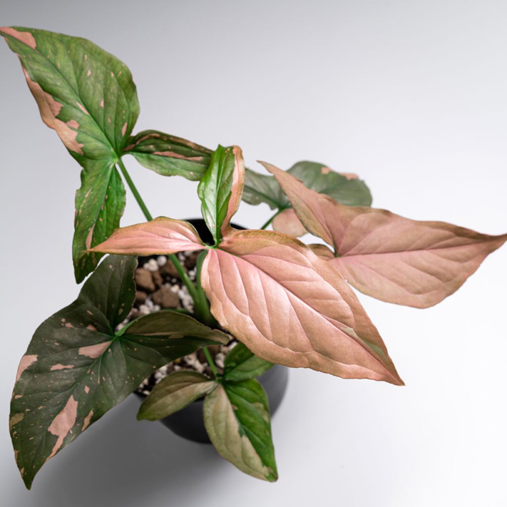 Syngonium Pink Splash - Pijlplant