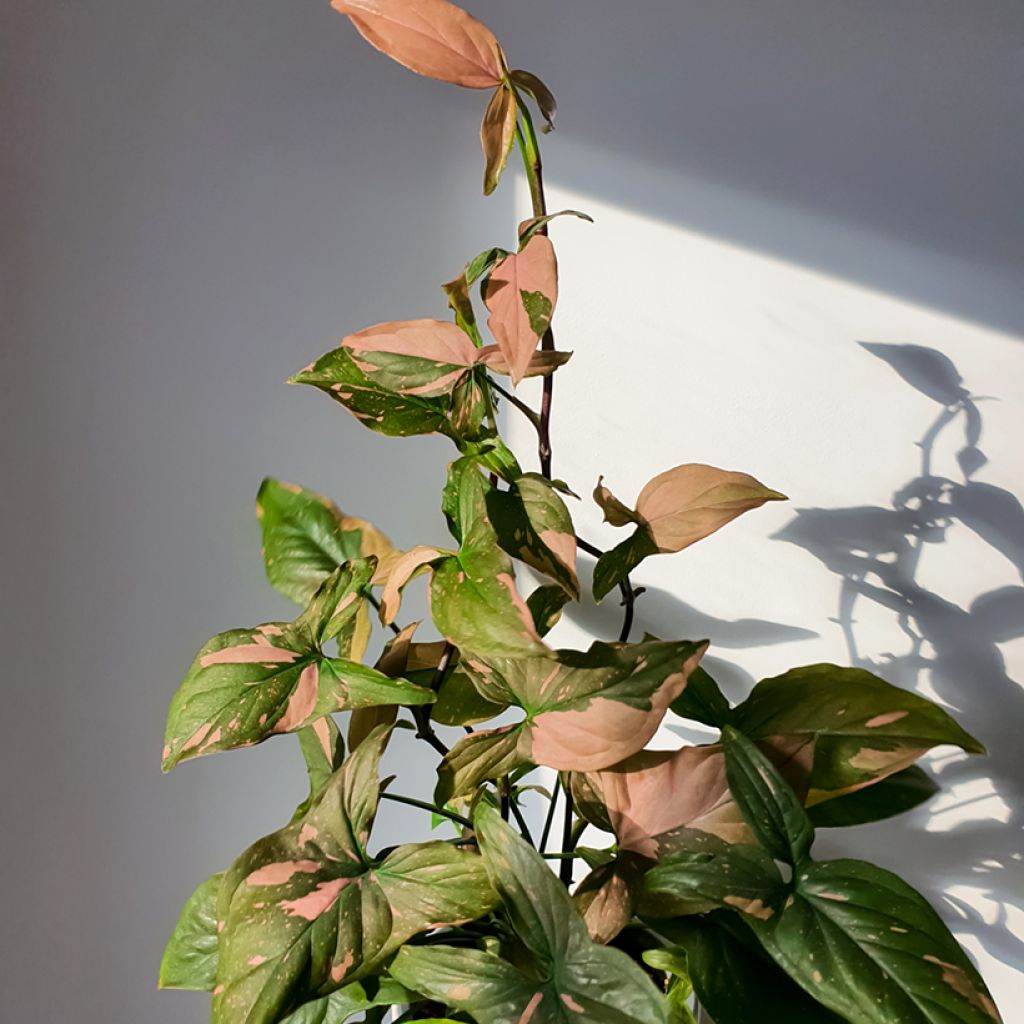 Syngonium Pink Splash - Pijlplant