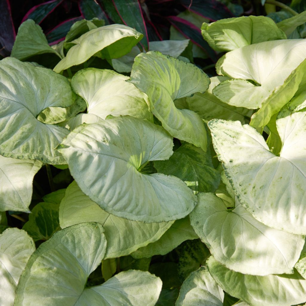 Syngonium podophyllum Snow White - Pijlplant
