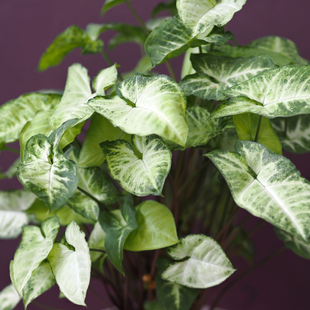 Syngonium podophyllum Snow White - Pijlplant