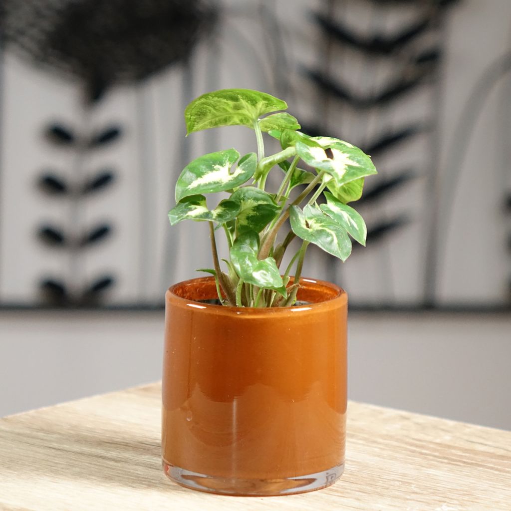 Syngonium Pixie - Pijlplant