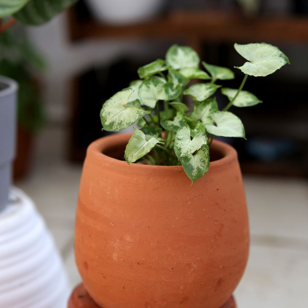 Syngonium Pixie - Pijlplant