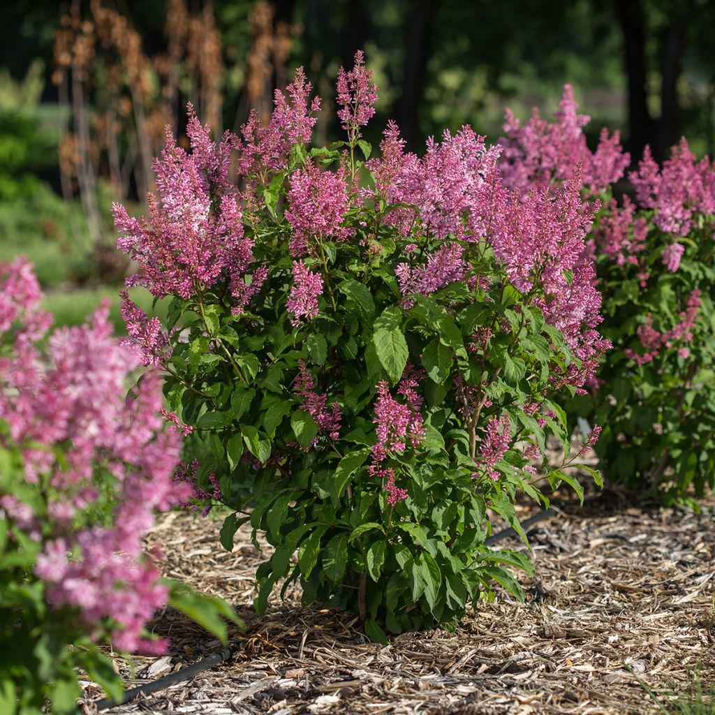 Syringa prestoniae Pinktini - Sering