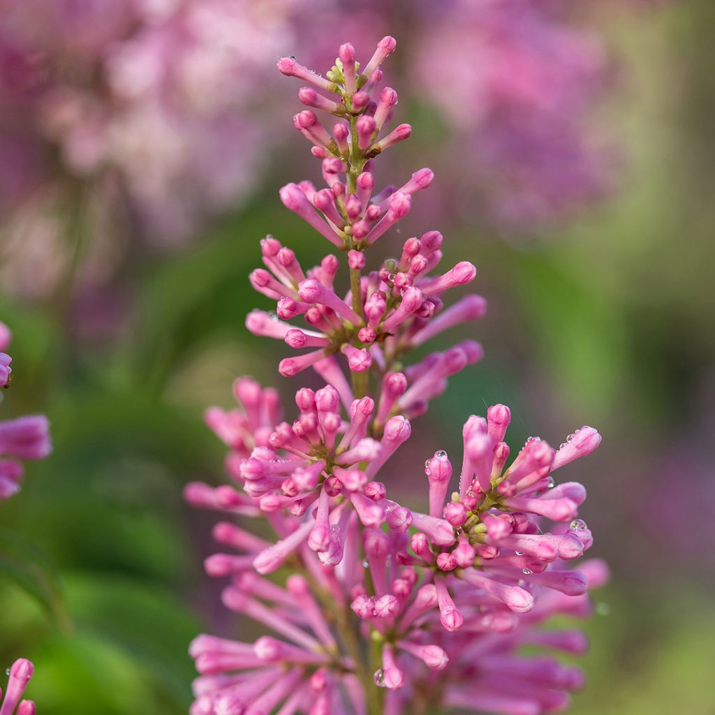 Syringa prestoniae Pinktini - Sering