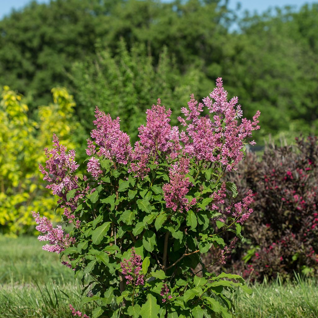 Syringa prestoniae Pinktini - Sering