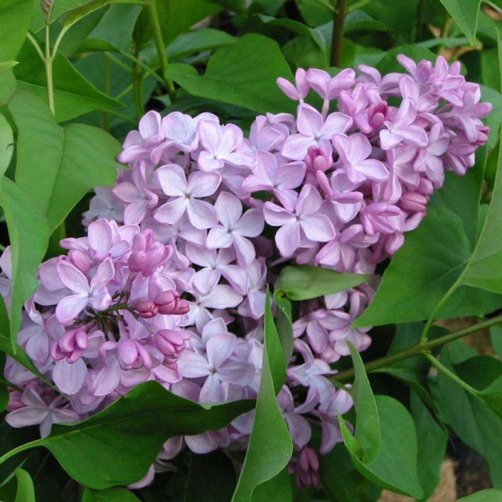 Syringa hyacinthiflora Esther Staley - Sering