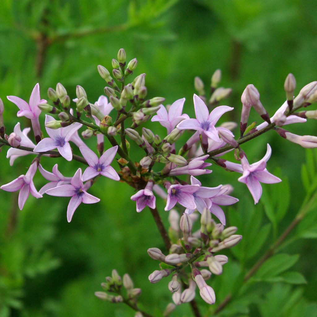 Syringa protolaciniata Kabul - Sering