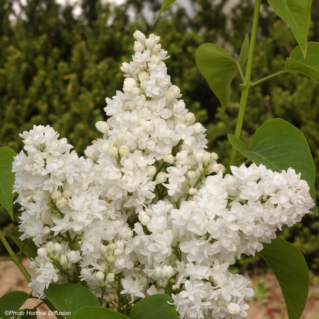Syringa vulgaris Dentelle d'Anjou - Gewone sering