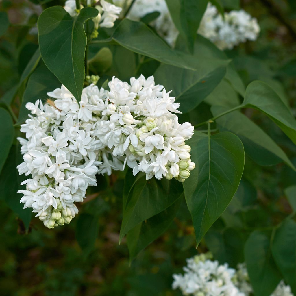 Syringa vulgaris Madame Lemoine - Gewone sering