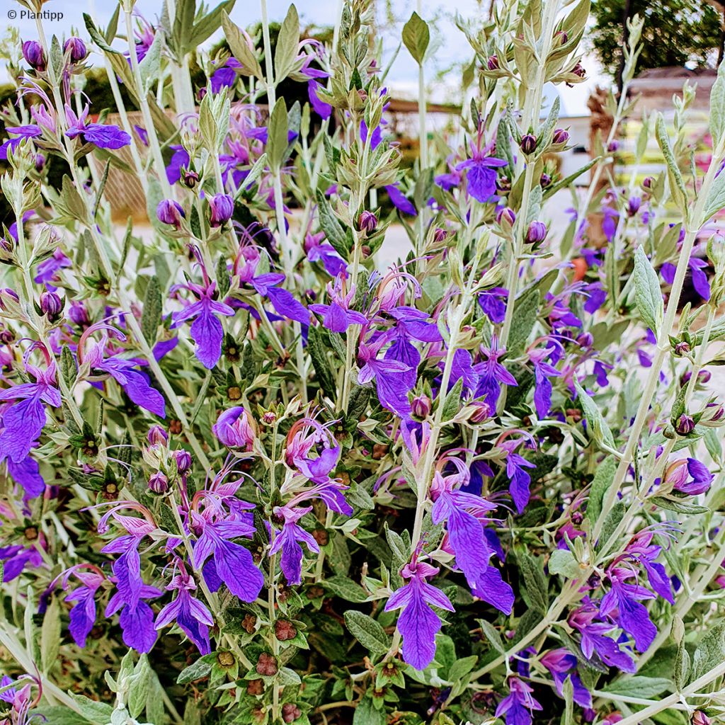 Teucrium fruticans Indyho - Gamander
