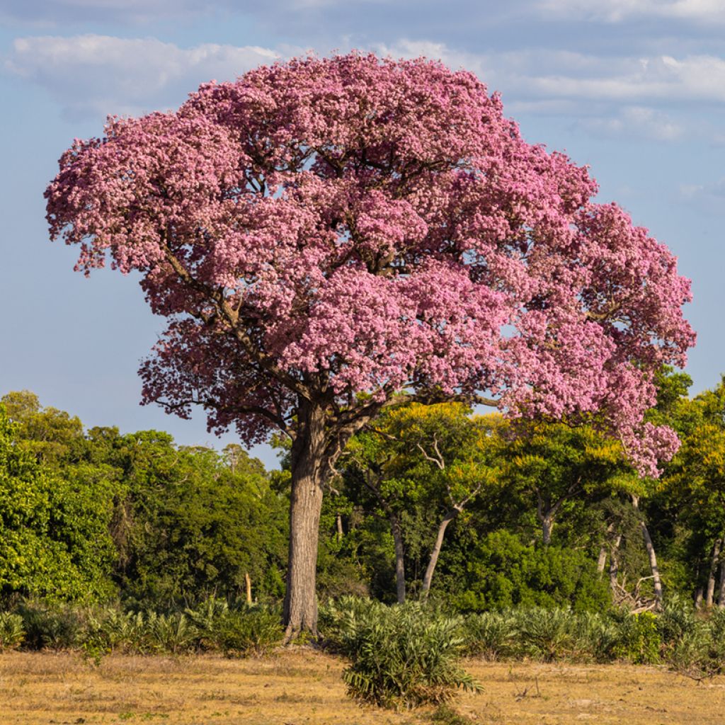 Tabebuia impetiginosa - Lapacho