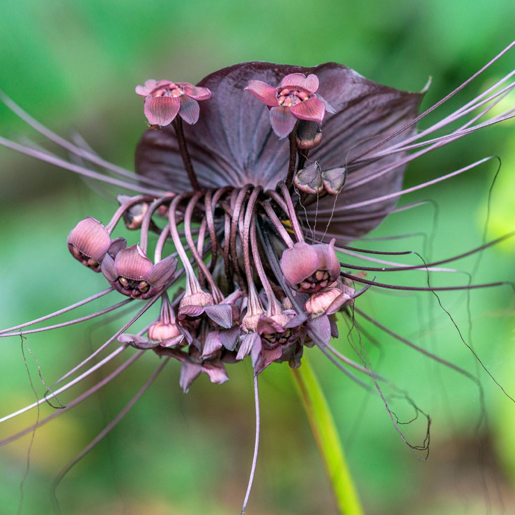 Tacca chantrieri - Vleermuisbloem