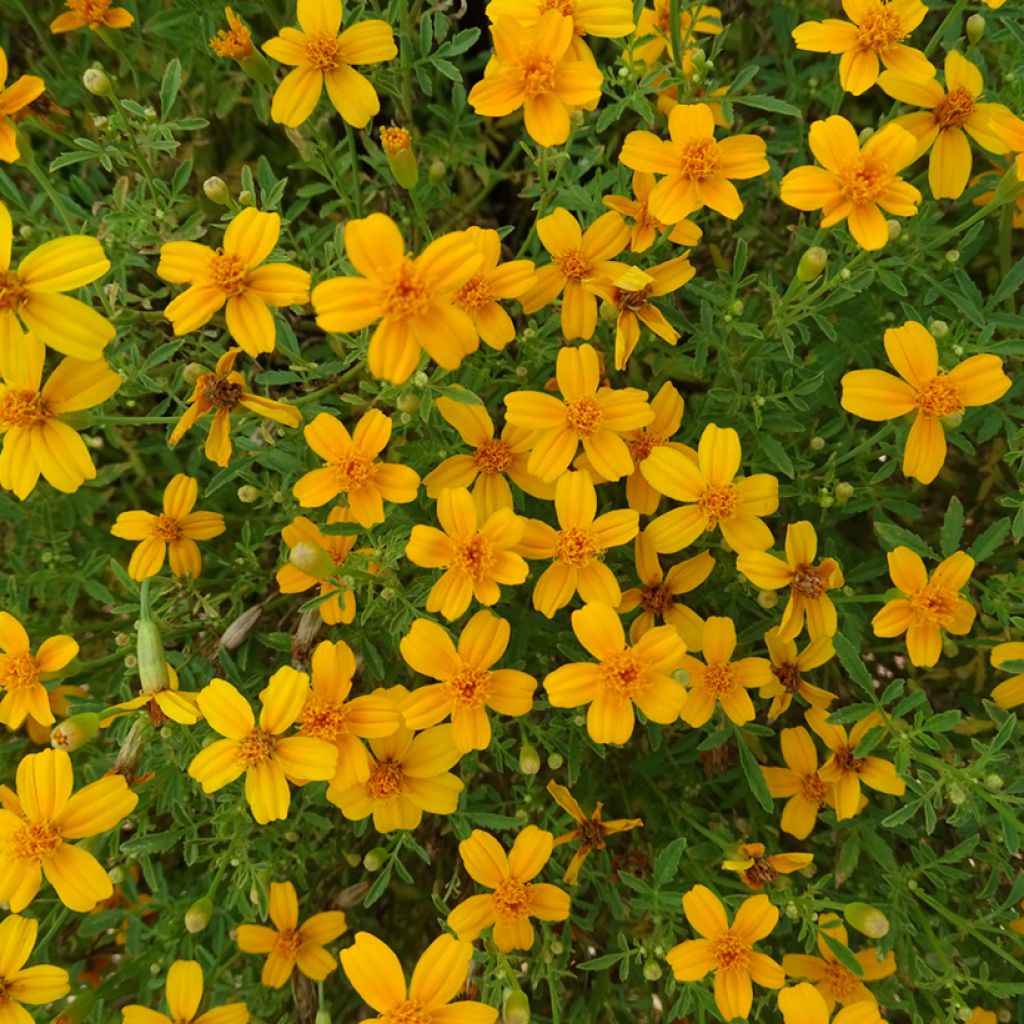 Afrikaantje Gold Medal - Tagetes erecta