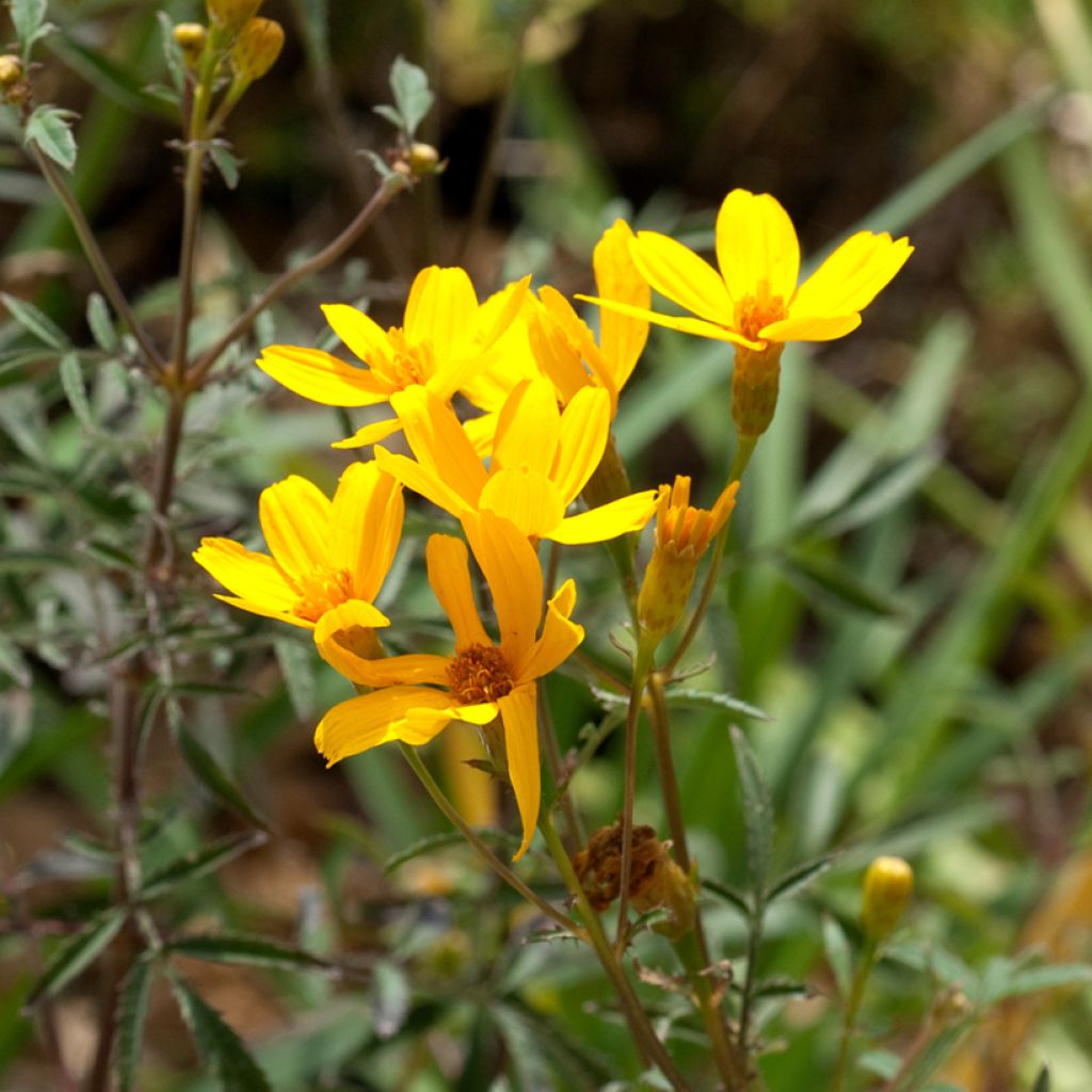 Tagetes lemmonii - Afrikaantje