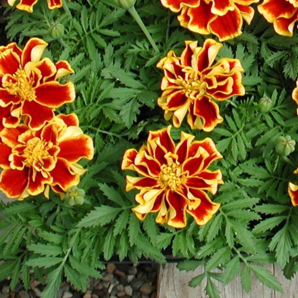 Klein afrikaantje Queen Yellow Fire (plugplanten) - Tagetes patula
