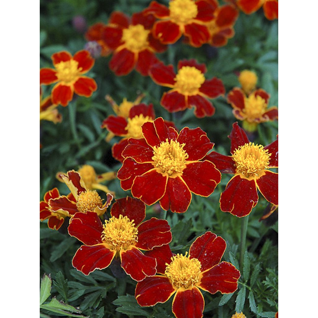 Klein afrikaantje Red Knight (zaad) - Tagetes patula