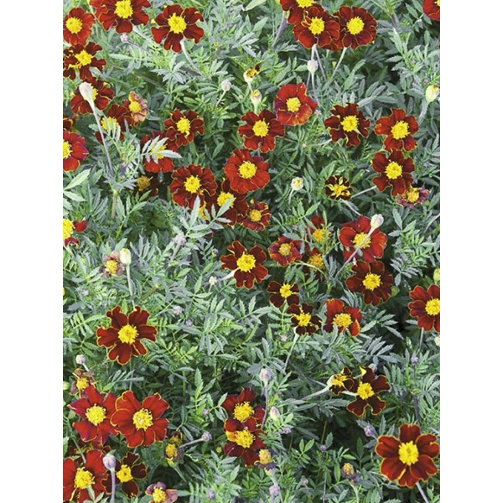 Klein afrikaantje Red Knight (zaad) - Tagetes patula