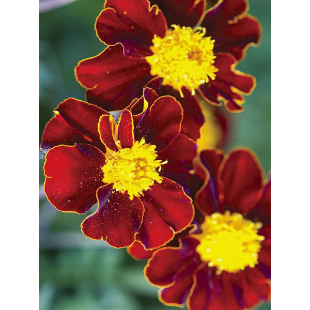 Klein afrikaantje Red Knight (zaad) - Tagetes patula