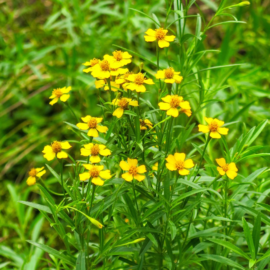 Mexicaanse dragon BIO Ferme de Sainte Marthe - Tagetes lucida