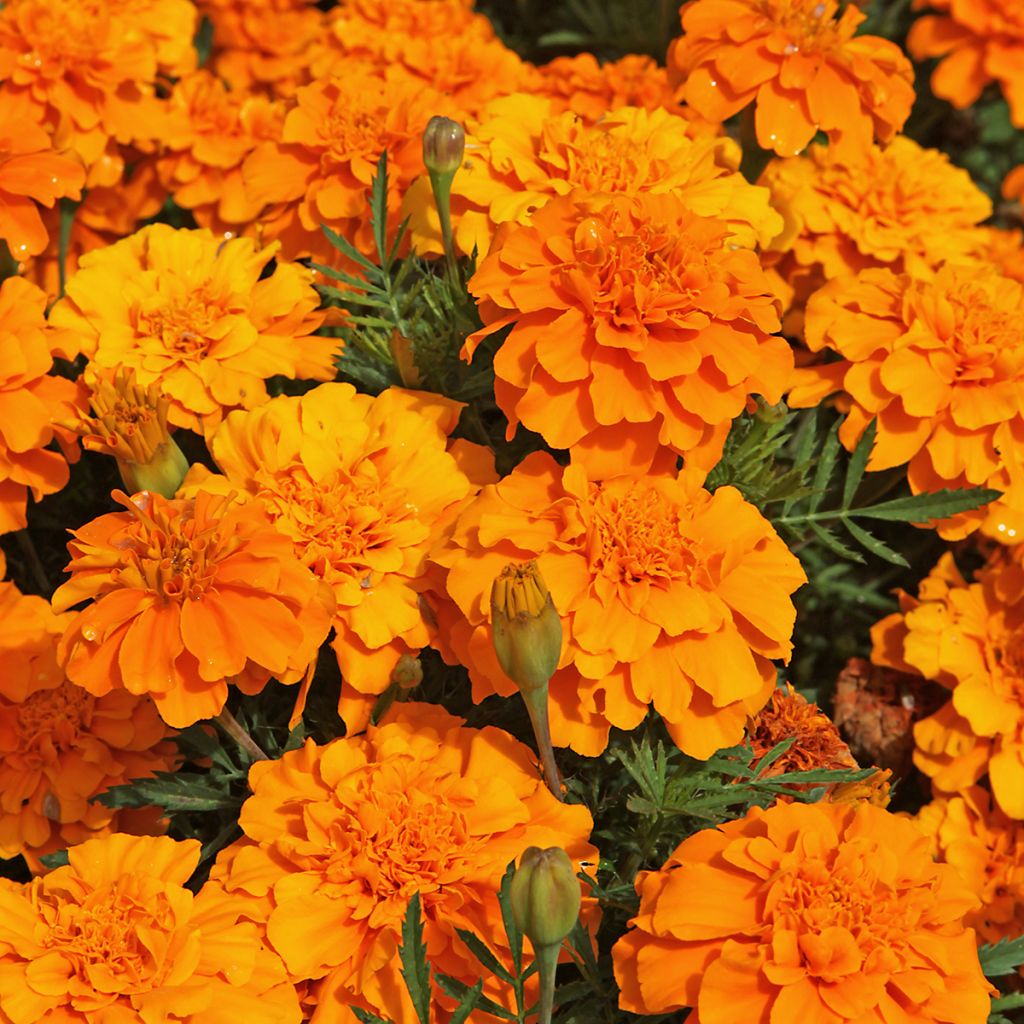 Klein afrikaantje Durango Tangerine (zaad) - Tagetes patula