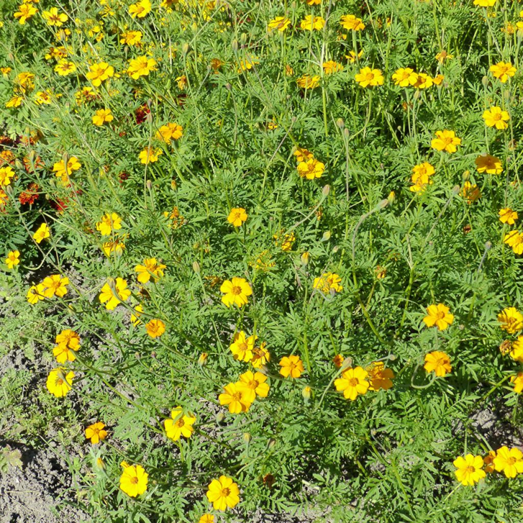 Klein afrikaantje Nématode Control (zaad) - Tagetes patula