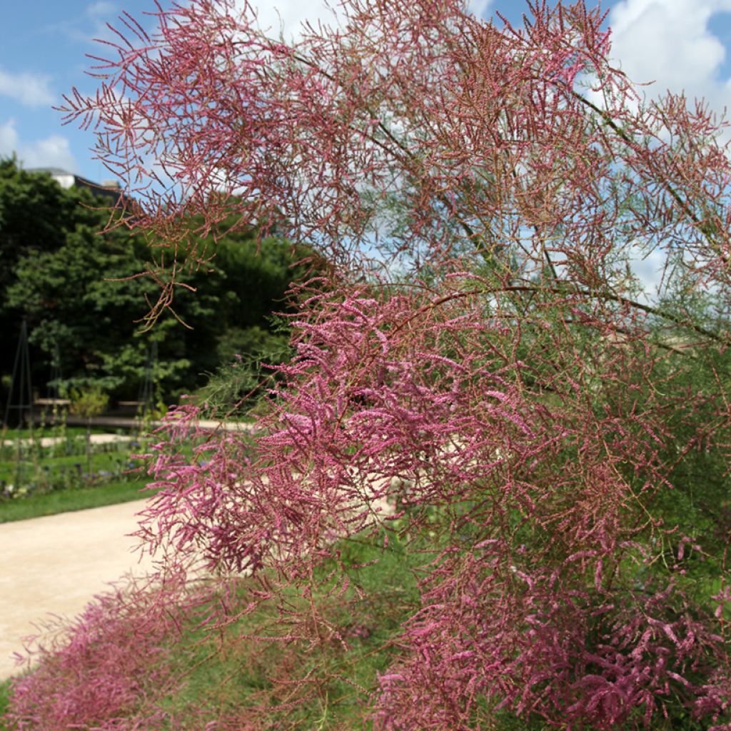 Tamarix ramosissima - Zomertamarisk