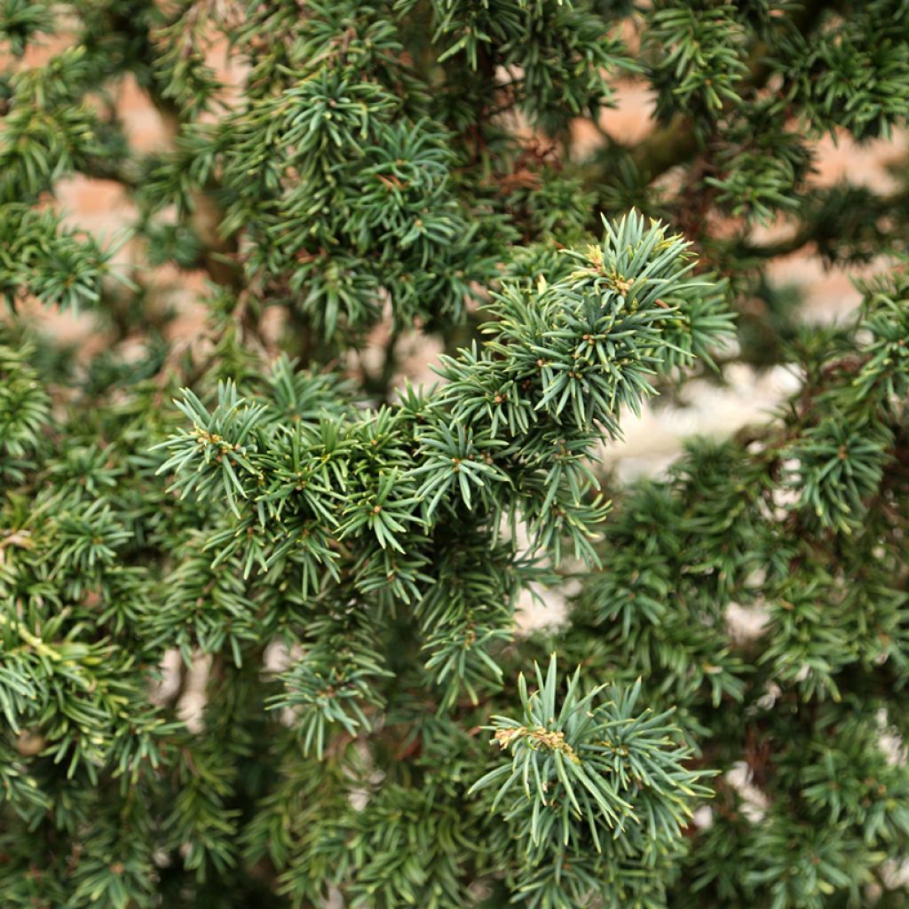 Taxus baccata Cristata - Venijnboom