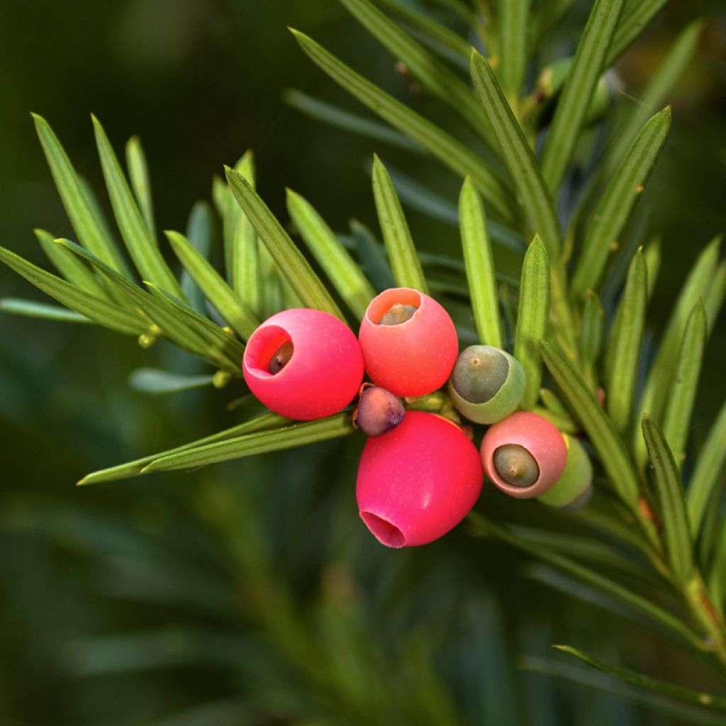 Taxus baccata - Venijnboom