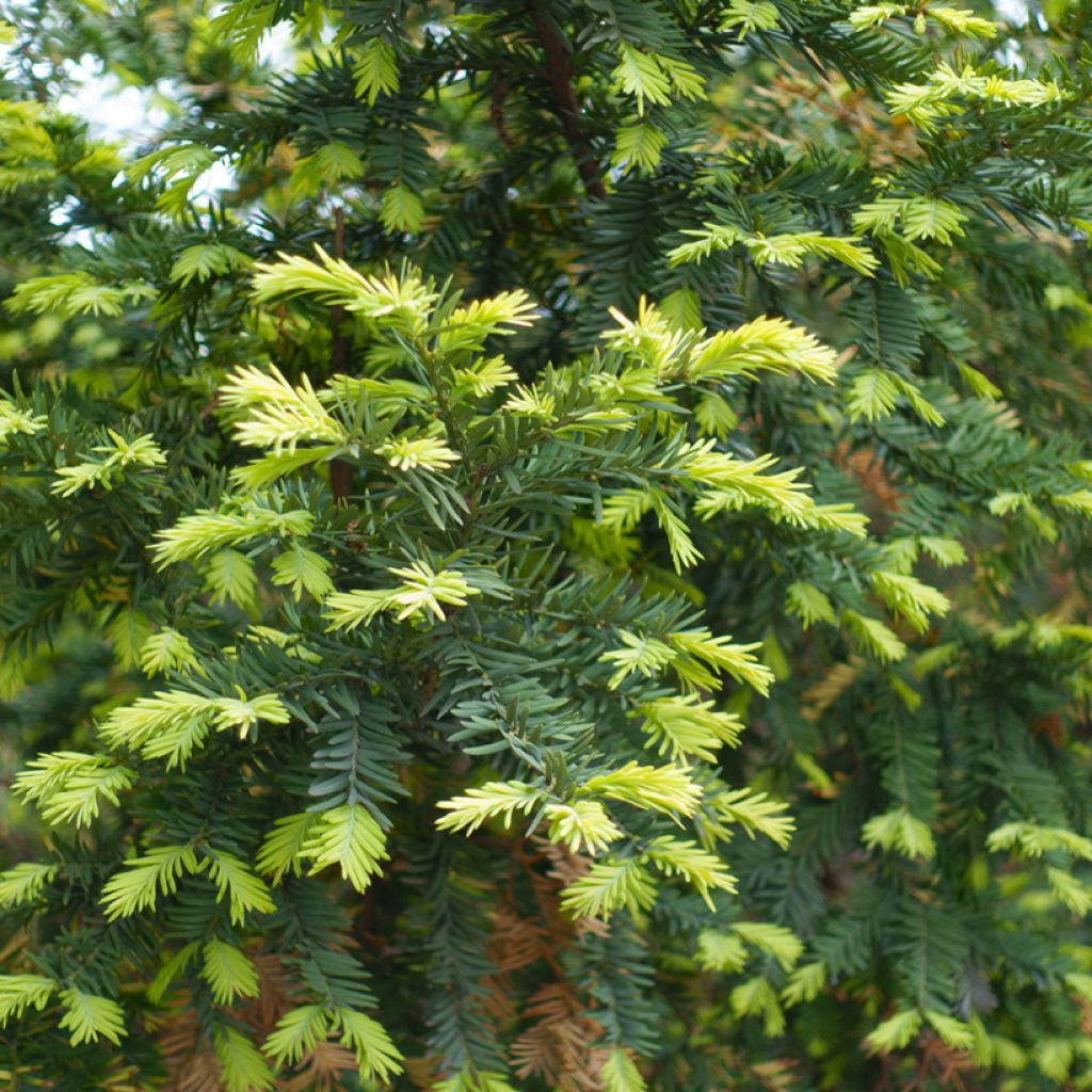 Taxus baccata - Venijnboom