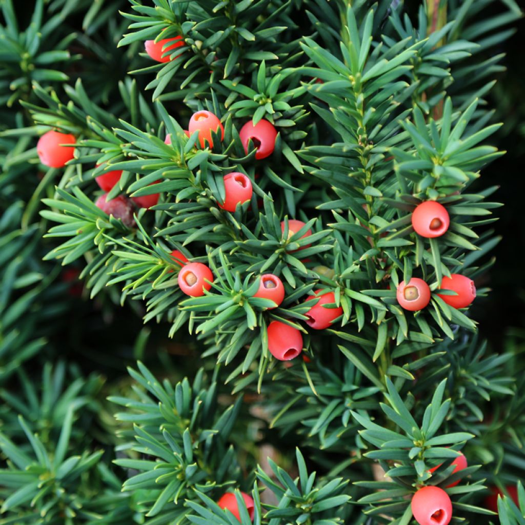 Taxus baccata - Venijnboom