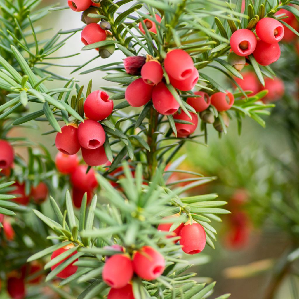 Taxus baccata - Venijnboom