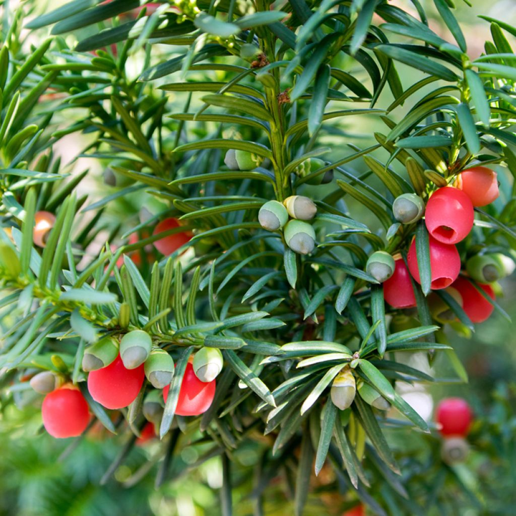 Taxus baccata - Venijnboom