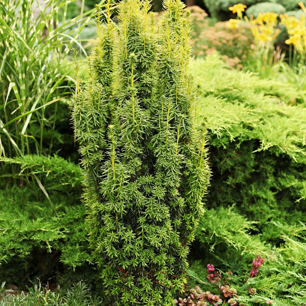 Taxus baccata - Venijnboom